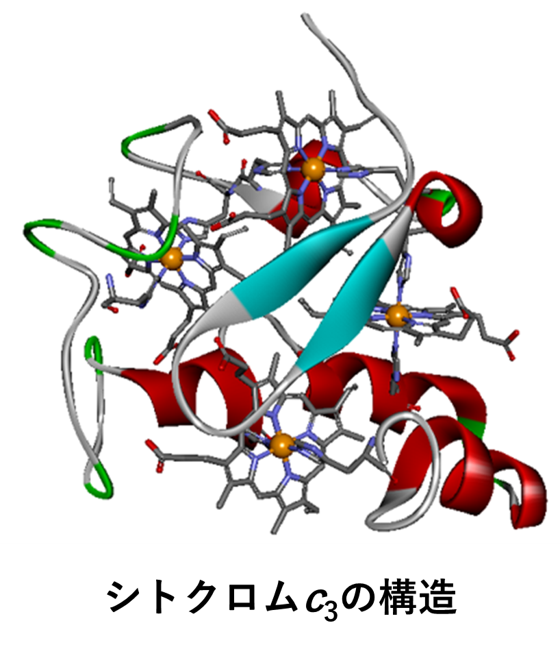 cytc3