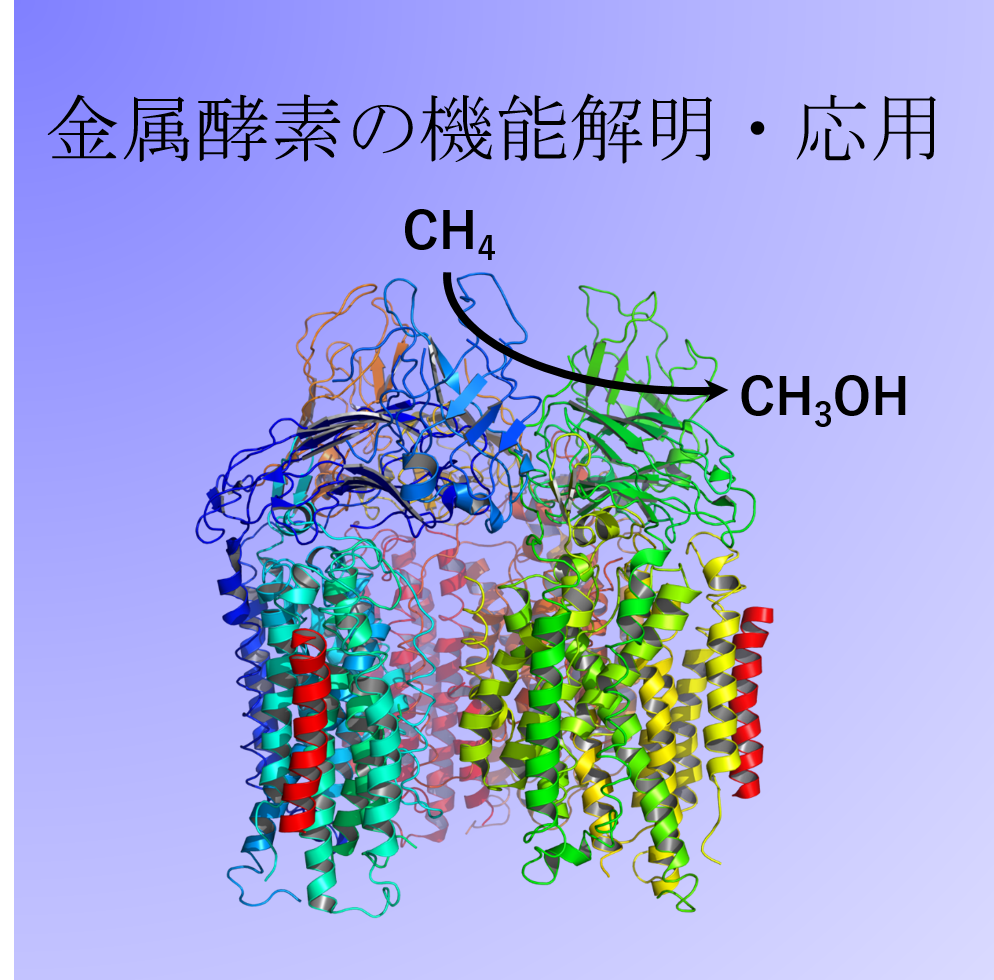 metalloprotein